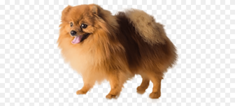 Companion Dog, Animal, Canine, Mammal, Pet Free Png
