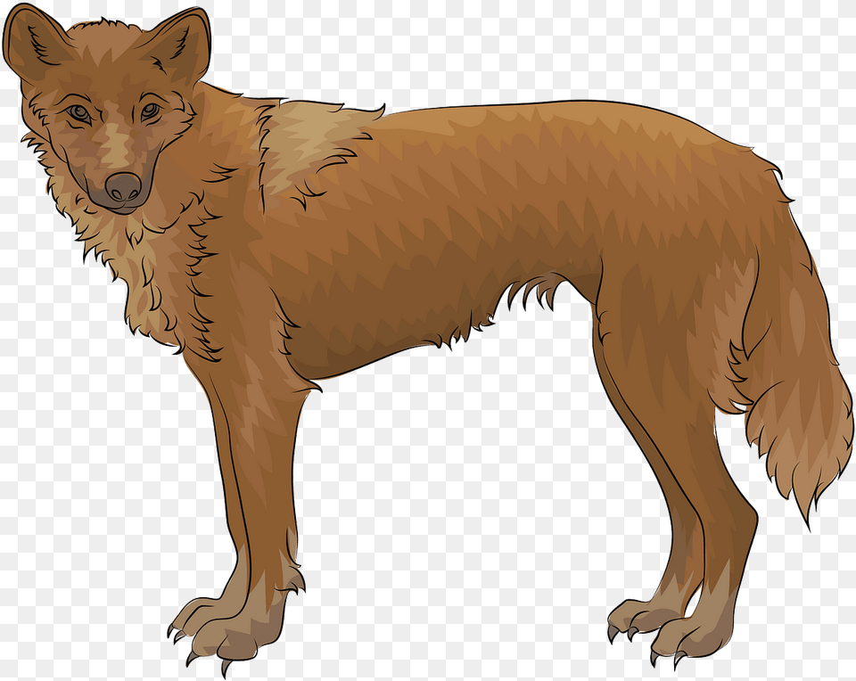 Companion Dog, Animal, Canine, Coyote, Mammal Free Transparent Png