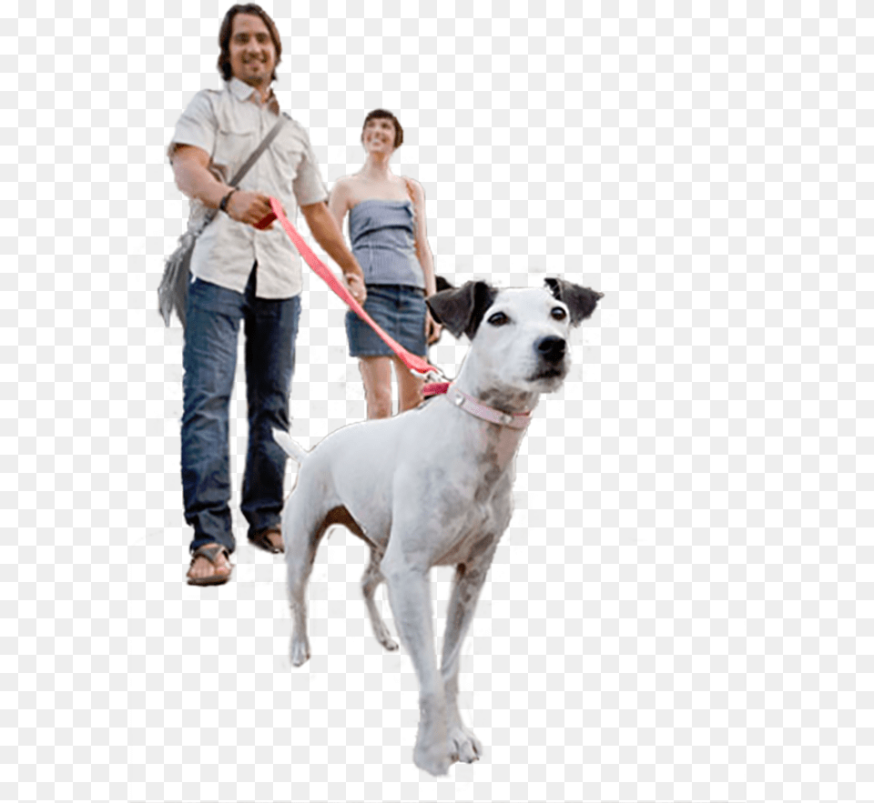 Companion Dog, Accessories, Strap, Pet, Person Free Transparent Png