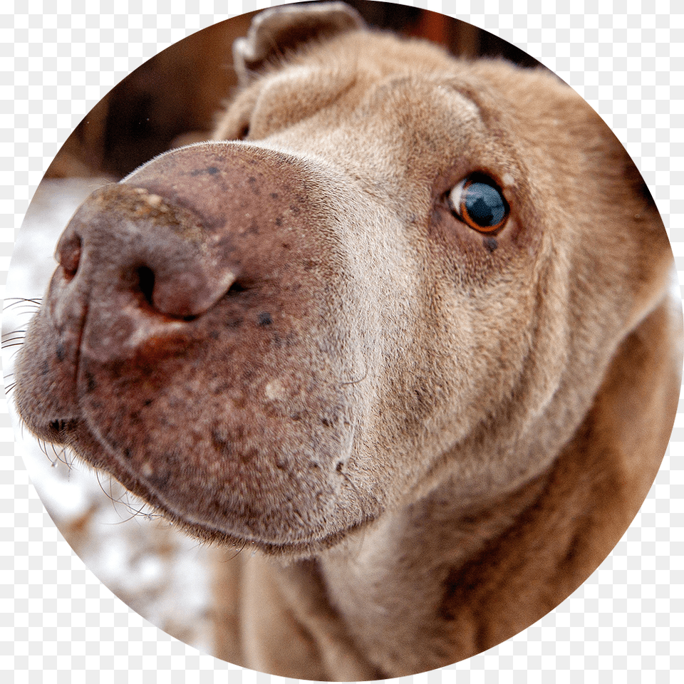 Companion Dog, Snout, Animal, Bulldog, Canine Free Png