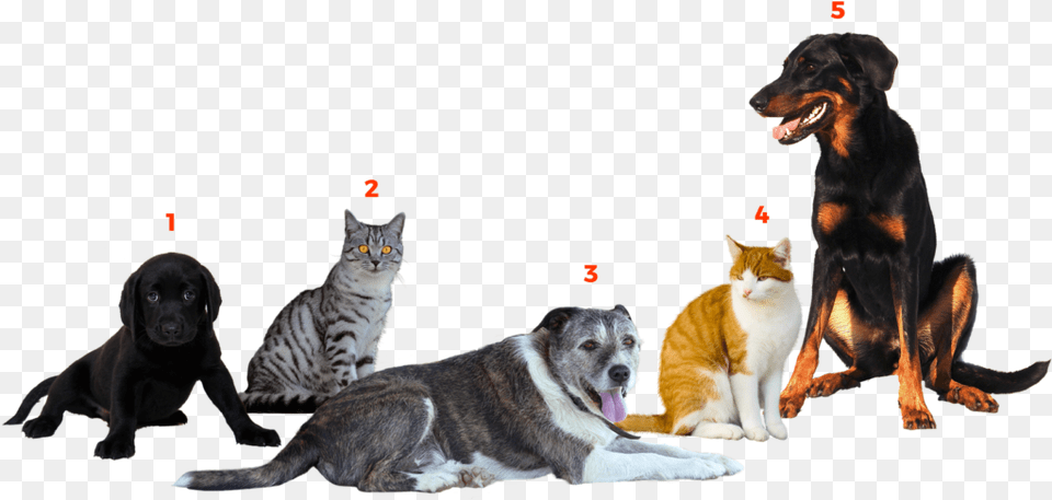 Companion Dog, Animal, Canine, Mammal, Pet Free Transparent Png