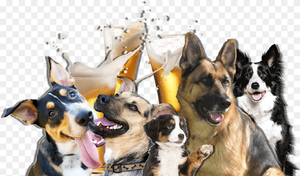 Companion Dog, Animal, Canine, Mammal, Pet Free Png Download