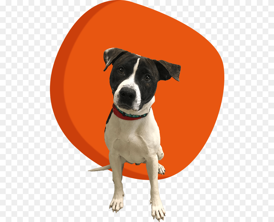 Companion Dog, Animal, Canine, Mammal, Pet Free Transparent Png