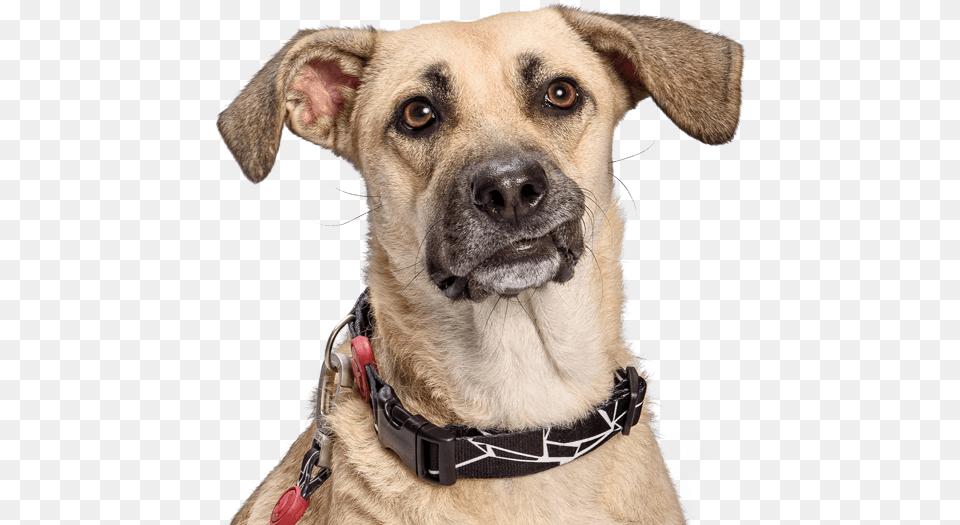 Companion Dog, Animal, Canine, Mammal, Pet Free Png