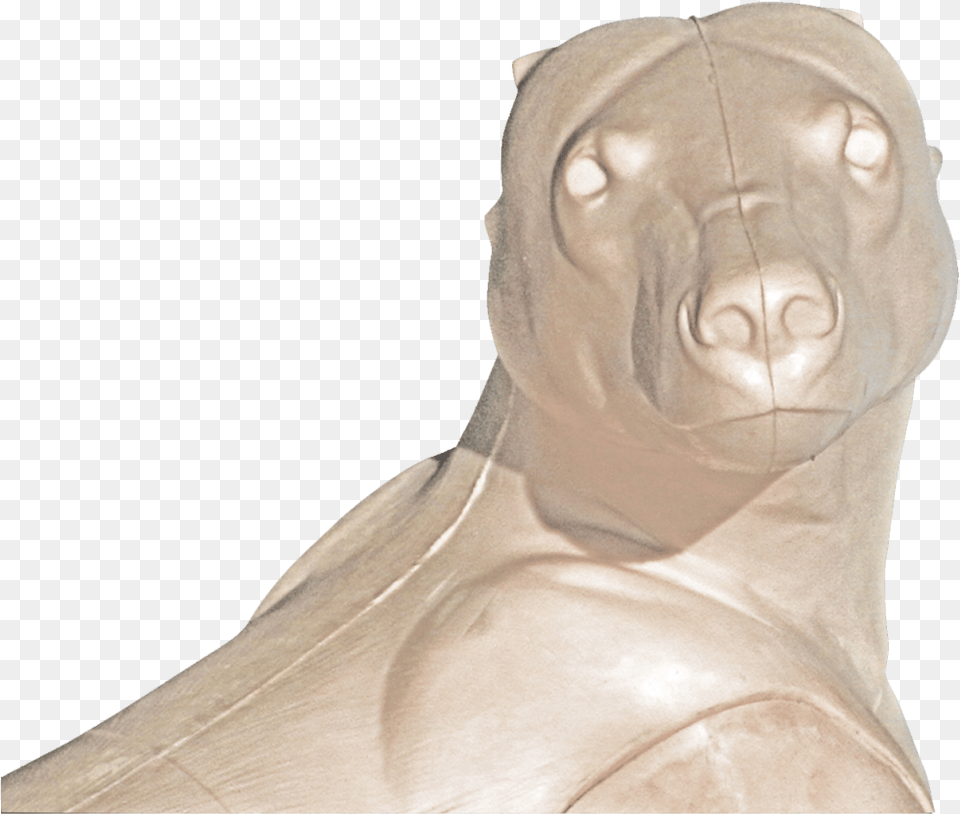 Companion Dog, Adult, Male, Man, Person Png Image