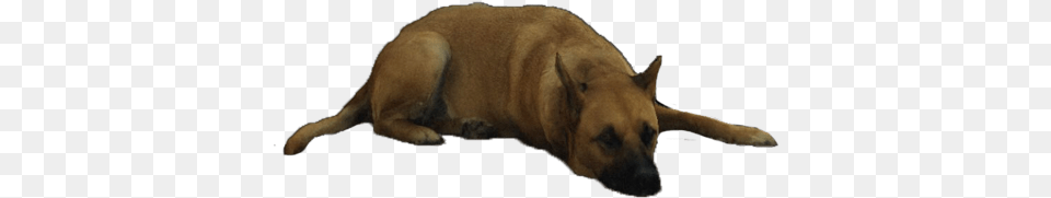 Companion Dog, Animal, Canine, Mammal, Pet Free Transparent Png