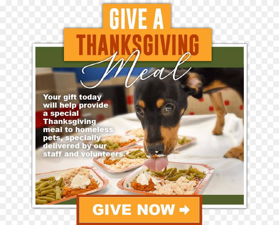 Companion Dog, Advertisement, Meal, Lunch, Food Png Image