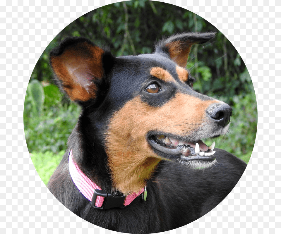 Companion Dog, Photography, Animal, Canine, Mammal Png Image