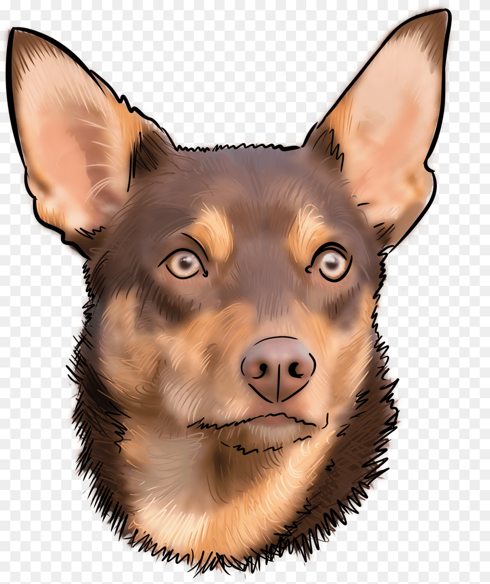 Companion Dog, Snout, Animal, Canine, Mammal Free Transparent Png