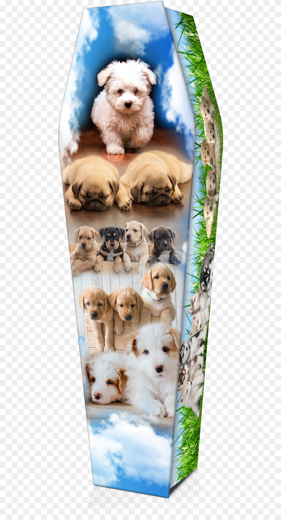 Companion Dog, Animal, Art, Canine, Collage Png