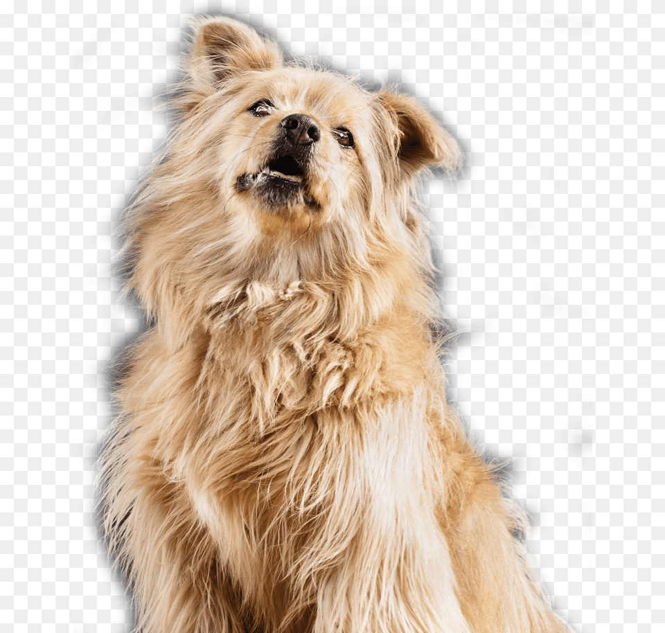 Companion Dog, Animal, Canine, Mammal, Pet Free Png Download