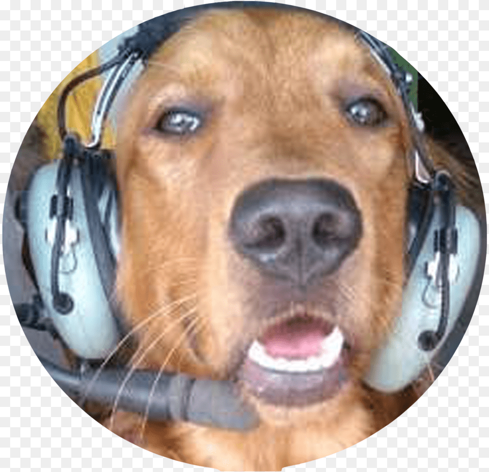 Company Button1 Pilot Dog, Animal, Canine, Golden Retriever, Mammal Free Transparent Png