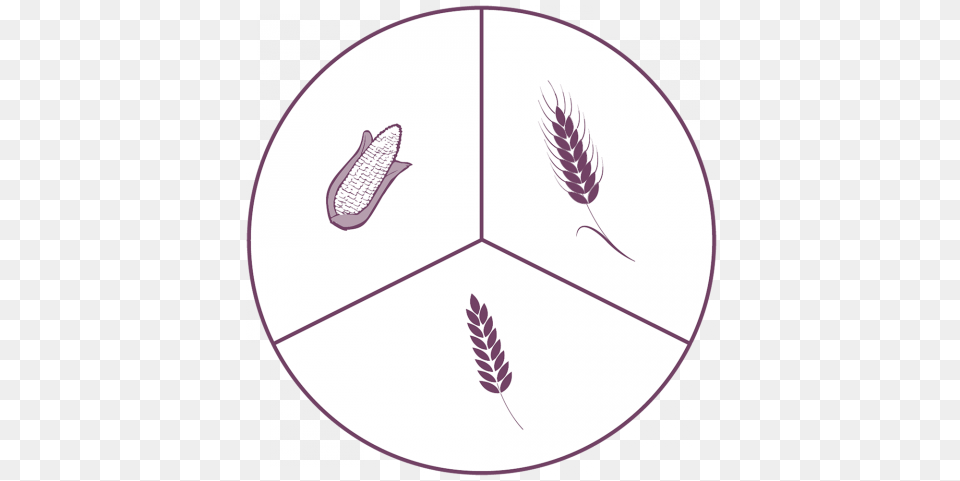 Comparative Analysis Of Fusariotoxins Occurrence In Wheat Circle, Food, Produce, Grain Free Transparent Png