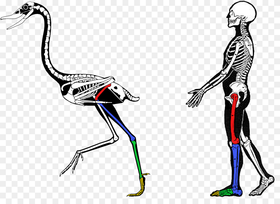 Comparative Anatomy, Adult, Female, Person, Woman Free Transparent Png