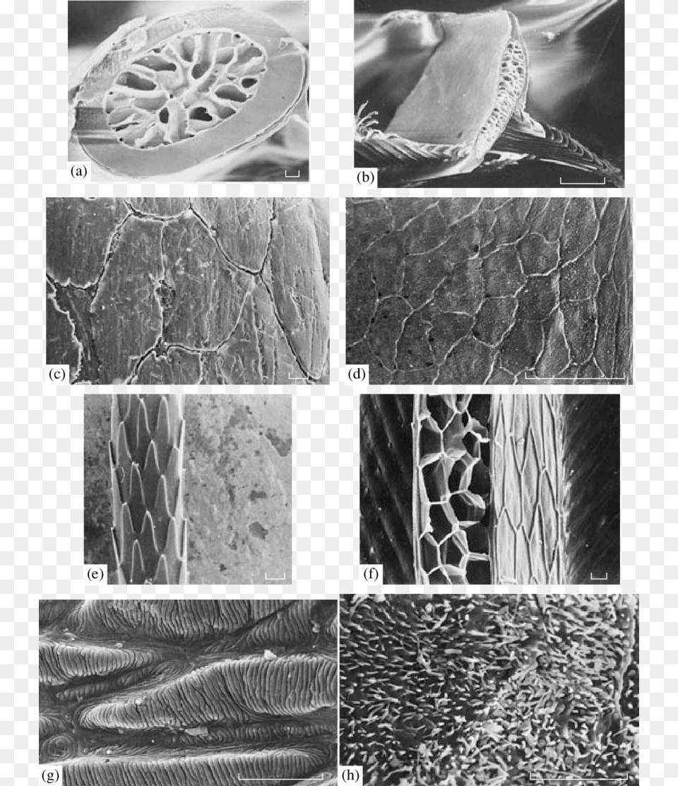 Comparative Architectonics Of The Main Structures Of Monochrome, Art, Collage, Outdoors, Nature Free Png Download