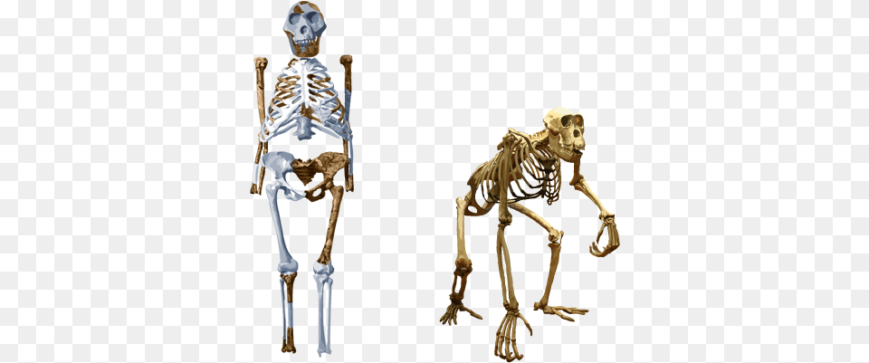 Compare Lucy With Chimpanzee Australopithecus Skeleton, Person, Animal, Dinosaur, Reptile Free Transparent Png