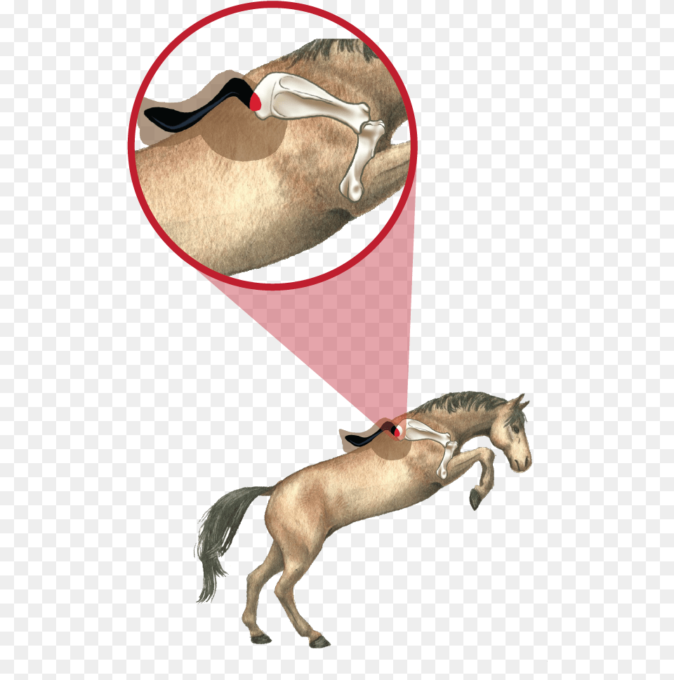 Comparison 01 01 Illustration, Animal, Colt Horse, Horse, Mammal Png