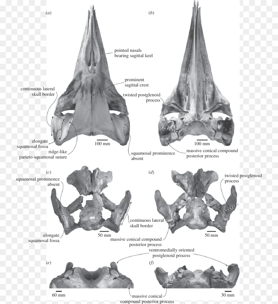 Comparison And Shared Features Of The Skulls Of The, Ct Scan, Person, Animal, Mammal Free Png Download