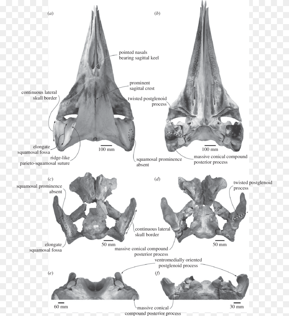 Comparison And Shared Features Of The Skulls Of The Pygmy Right Whale, Ct Scan, Person, Animal, Mammal Free Png