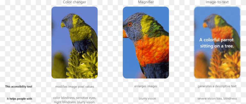 Comparison Macaw, Animal, Beak, Bird, Parrot Free Png