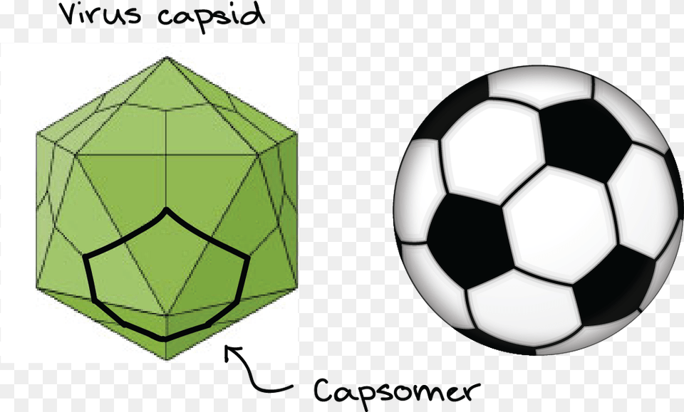 Comparison Of A Soccer Ball With A Virus Capsid Soccer Ball Sticker, Football, Soccer Ball, Sport, Sphere Free Png Download