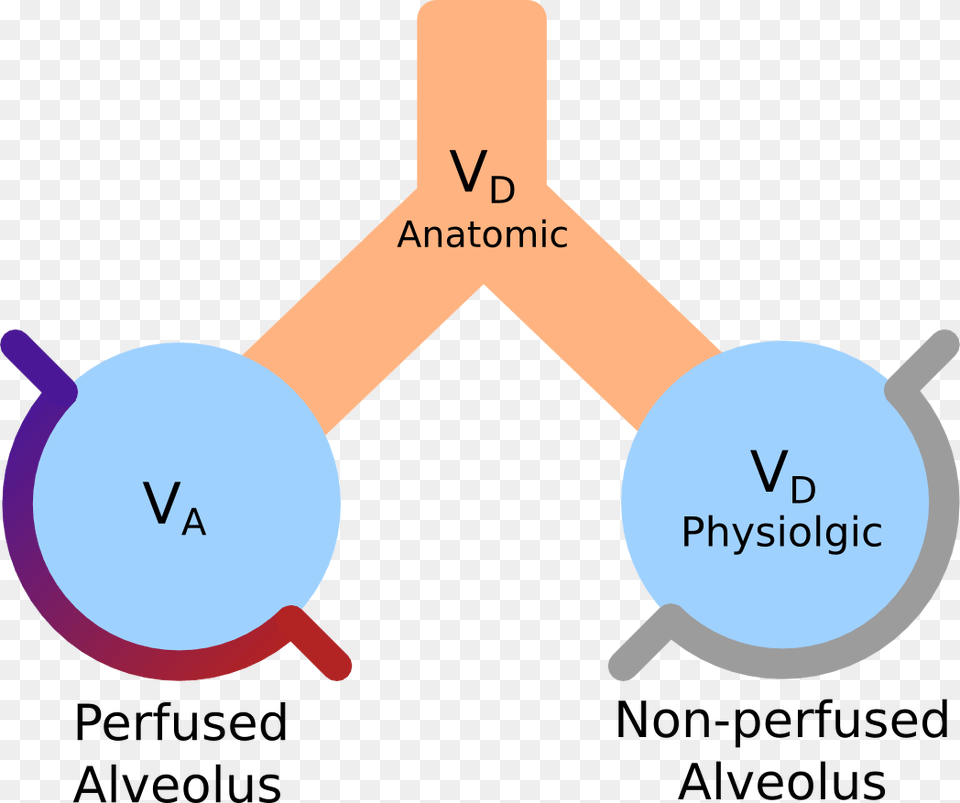 Comparison Of Anatomic And Physiologic Dead Space Dead Space Respiratory, Chart, Plot Free Png Download