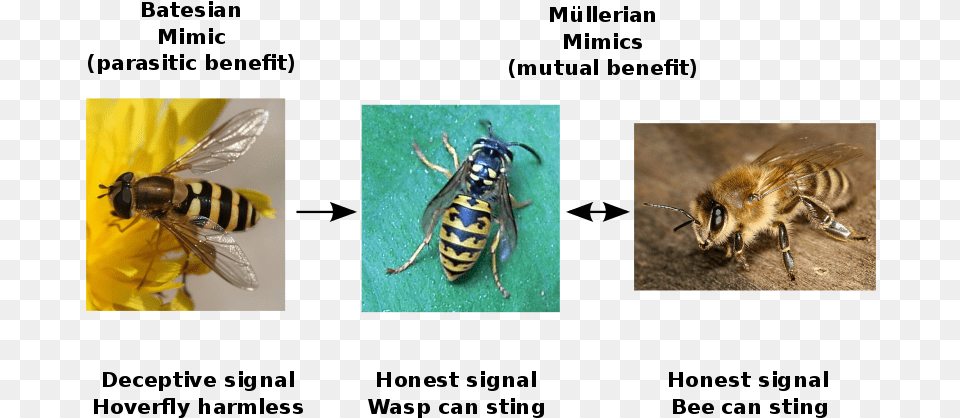 Comparison Of Batesian And Mllerian Mimicry Illustrated Batesian Vs Mullerian Mimicry, Animal, Bee, Insect, Invertebrate Free Png