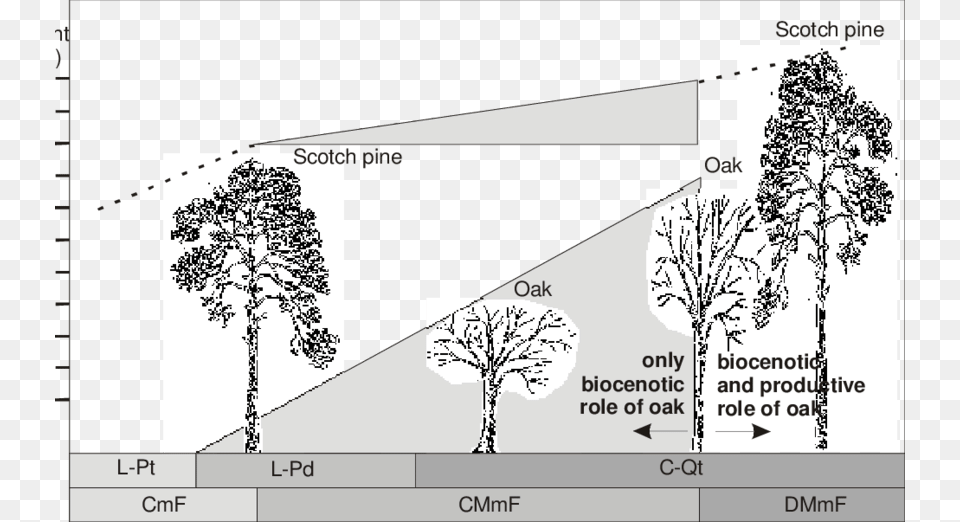 Comparison Of Growth Of Pine And Oak In Coniferous Forest Type Tree Comparison, Vegetation, Plant, Plot, Chart Free Transparent Png
