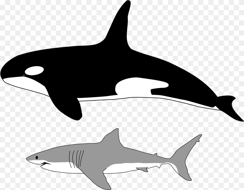 Comparison Of Size Of Orca And Great White Shark Orca And Great White Size Comparison, Animal, Sea Life, Fish Free Png