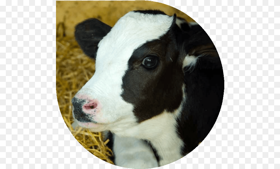 Compassion In World Farming Cow, Animal, Cattle, Livestock, Mammal Free Transparent Png