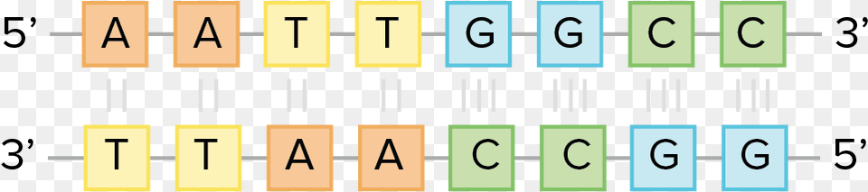 Complementary Base Pairing, Scoreboard, Text, Number, Symbol Png Image