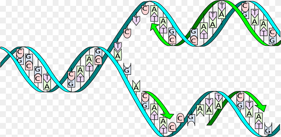 Complementary Base Pairing During Dna Replication, Dynamite, Weapon, Text Free Png