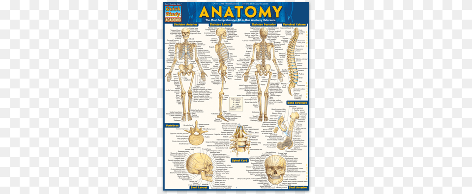Complete Labeled Illustrations Of Over 1400 Anatomical Anatomy By Barcharts Inc, Person, Skeleton, Text Free Png