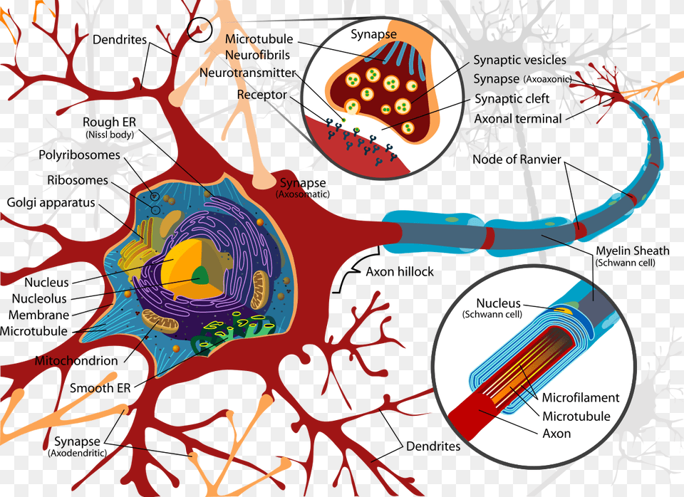 Complete Neuron Cell Diagram En, Pattern, Accessories, Art Free Transparent Png