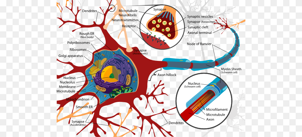 Complete Neuron Cell Diagram En Clip Art, Chart, Plot Png Image