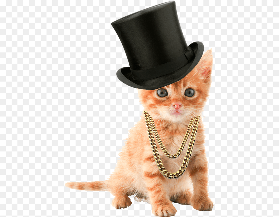 Completed Kitten Dress Up Tutorial Cat White Background Hd, Clothing, Hat, Pet, Animal Free Transparent Png
