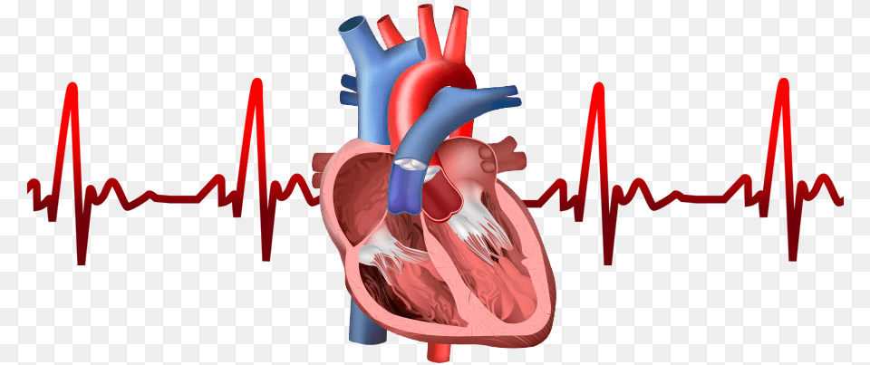 Components Of Cardiovascular System, Heart, Body Part, Face, Head Free Png