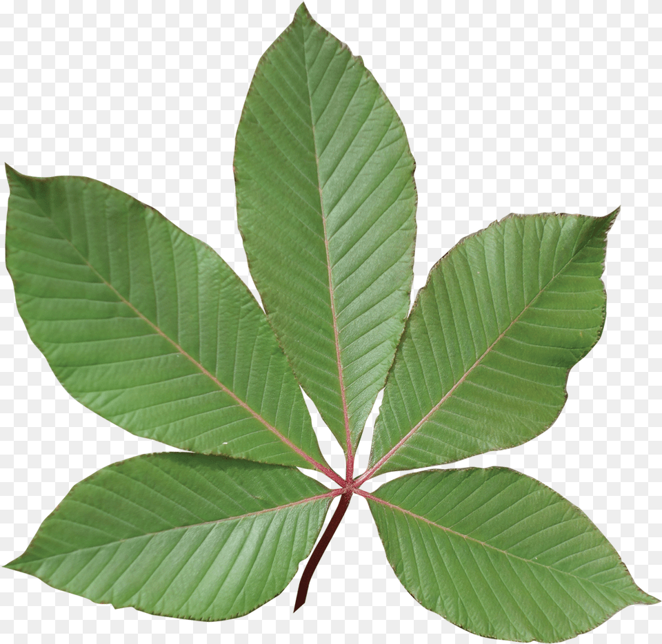 Compound, Leaf, Plant, Tree, Annonaceae Png Image