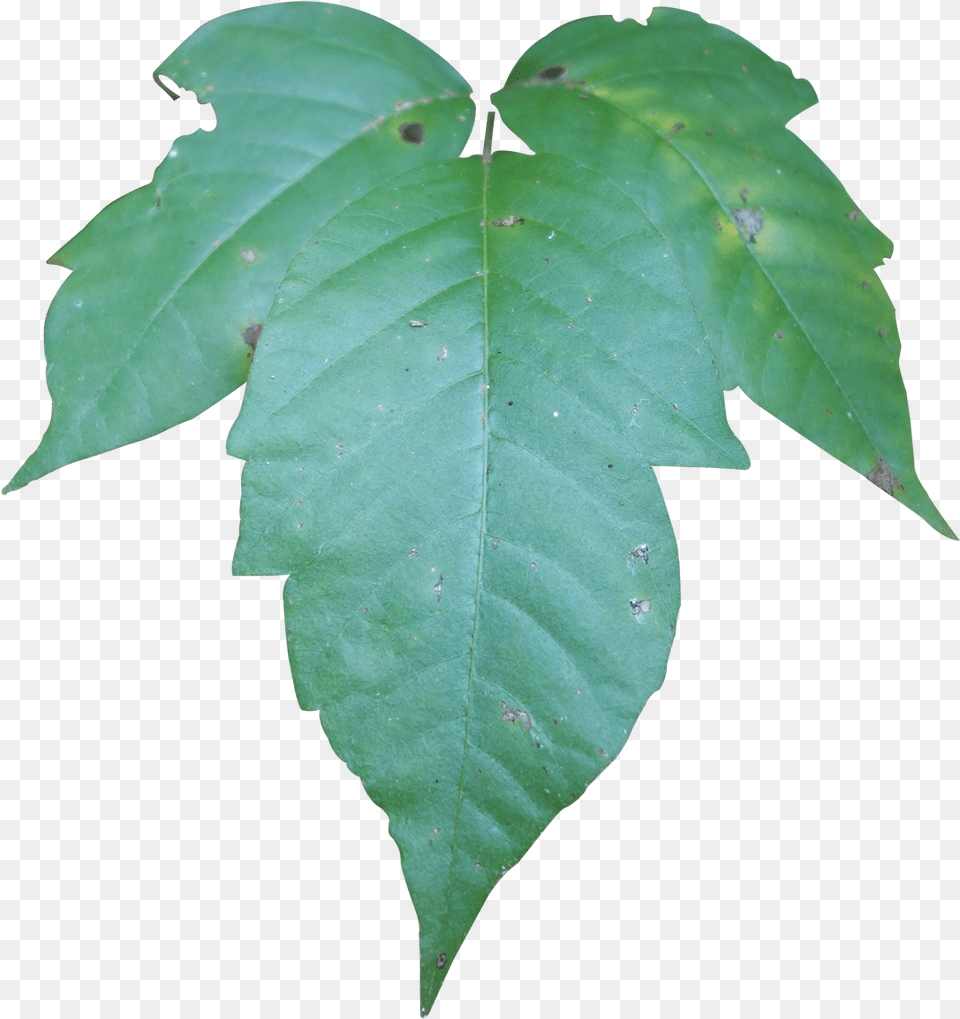 Compound Maple Leaf, Plant, Tree Png Image