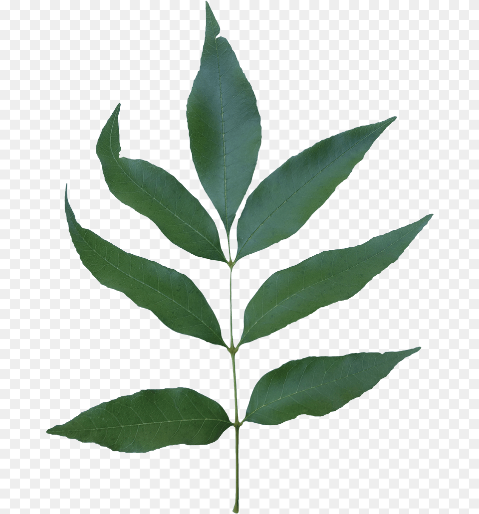 Compound White Ash Leaf Transparent, Plant, Tree Png Image