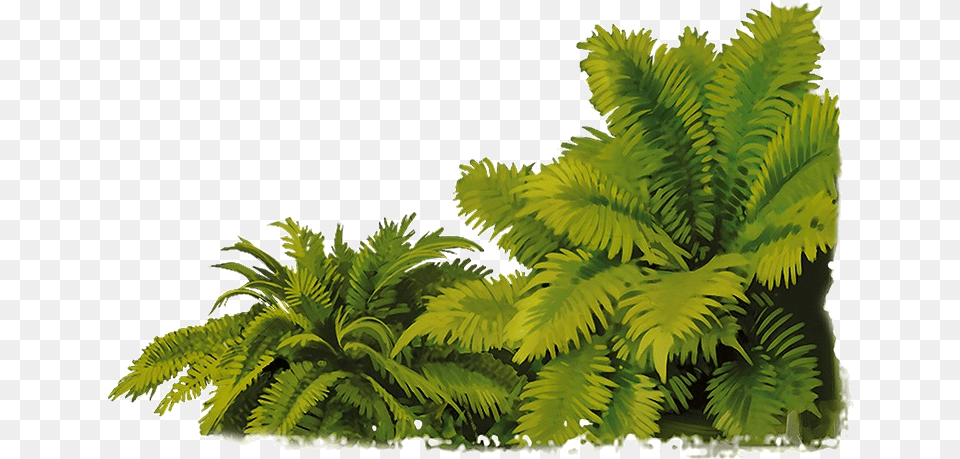 Compsognathus Jungle, Fern, Plant, Leaf Free Png