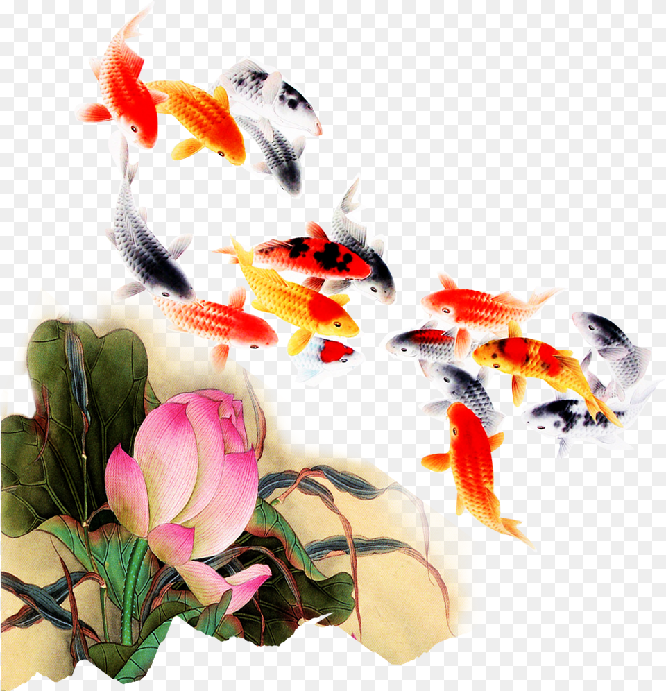 Computer File Kam Transprent Petal Organism Transparent Background Koi Fish, Animal, Sea Life, Carp Png