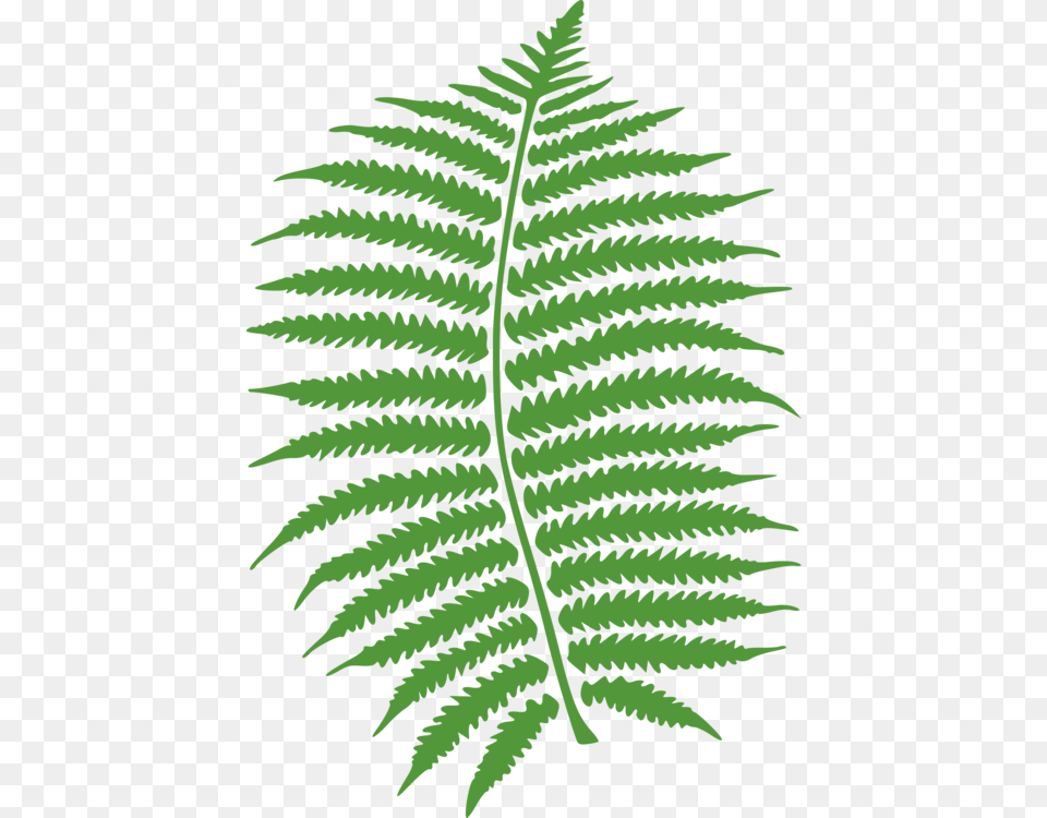 Computer Icons Fern Frond Art, Plant, Leaf Free Transparent Png