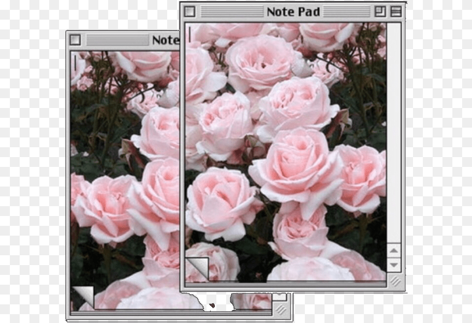 Computer Pink Flowers Pinkaesthetic Aesthetic Hybrid Tea Rose, Flower, Plant, Petal Free Transparent Png