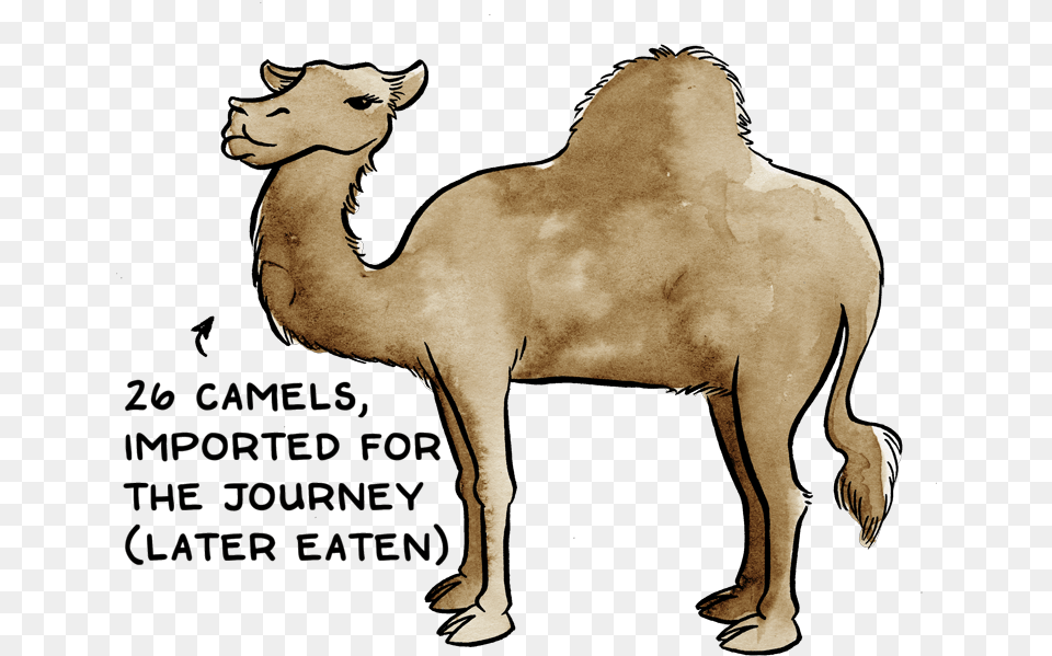 Comwhat To Pack For Certain Death 11cc8f343f31 Arabian Camel, Animal, Mammal, Adult, Male Free Png