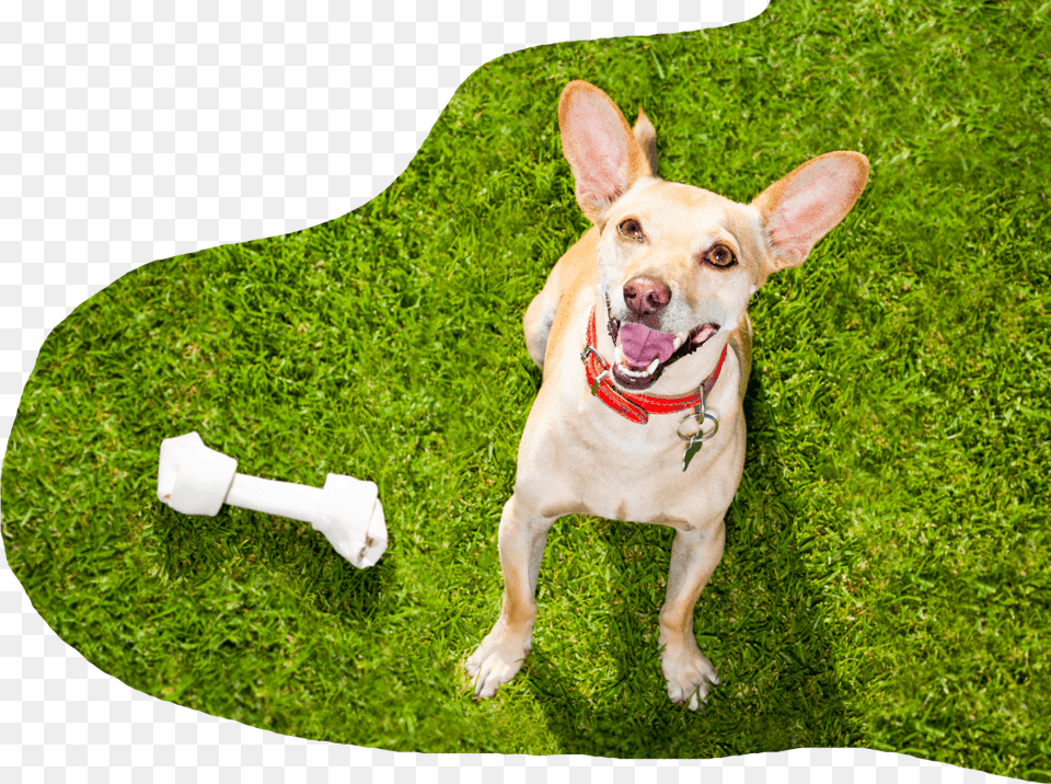 Comwp Contentuploadsdog With Big Bone, Accessories, Plant, Lawn, Grass Free Png Download