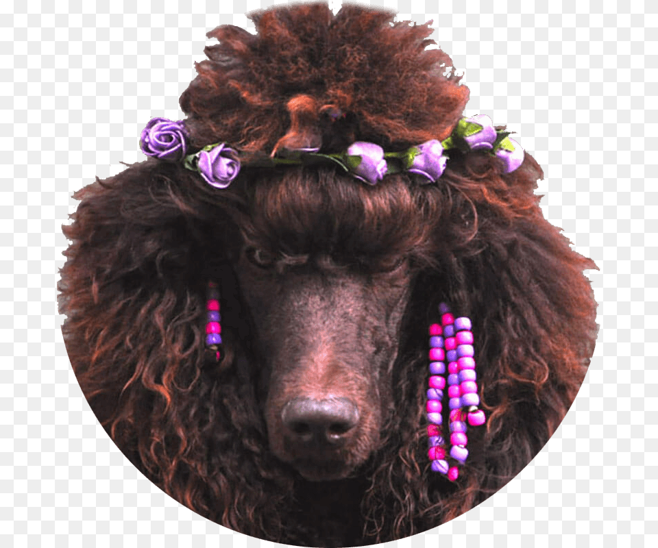 Comwp Poodle1 Standard Poodle, Accessories, Person, Animal, Canine Free Png