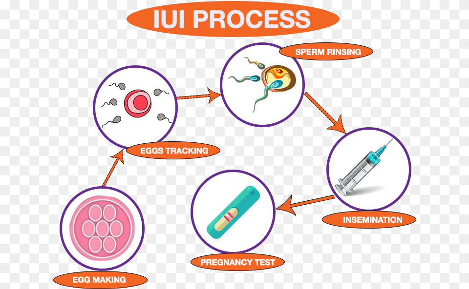 Comwp Process Iui Treatment Step Step, Face, Head, Person Png