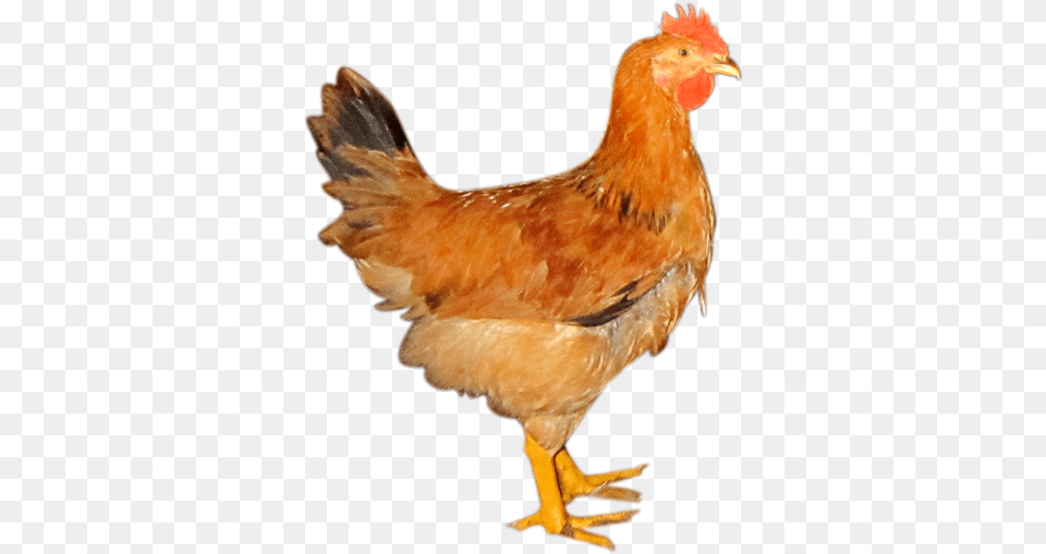Con G Cng Nghip, Animal, Bird, Chicken, Fowl Png