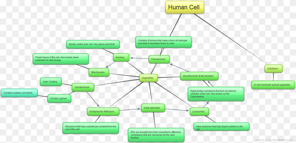 Concept Map Of Human Cells, Diagram, Uml Diagram Png